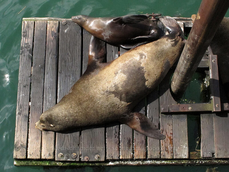 California sea lions (Zalophus californianus) [Port Dock 1, Newport, Lincoln County, Oregon]