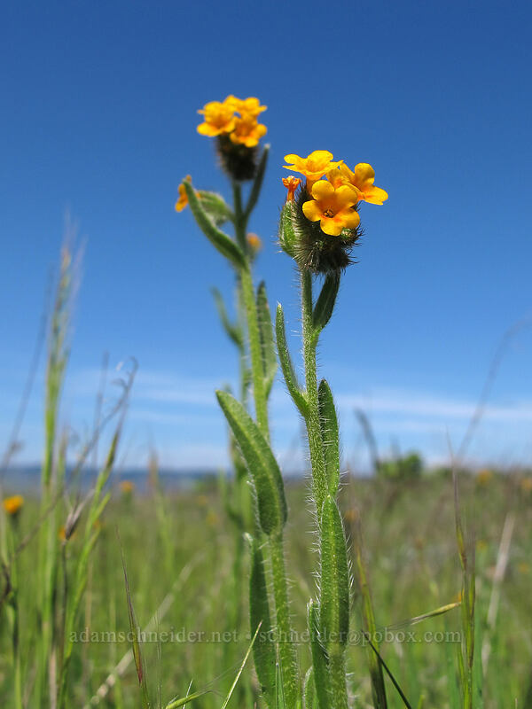 fiddleneck (Amsinckia menziesii) [Tom McCall Preserve, Wasco County, Oregon]