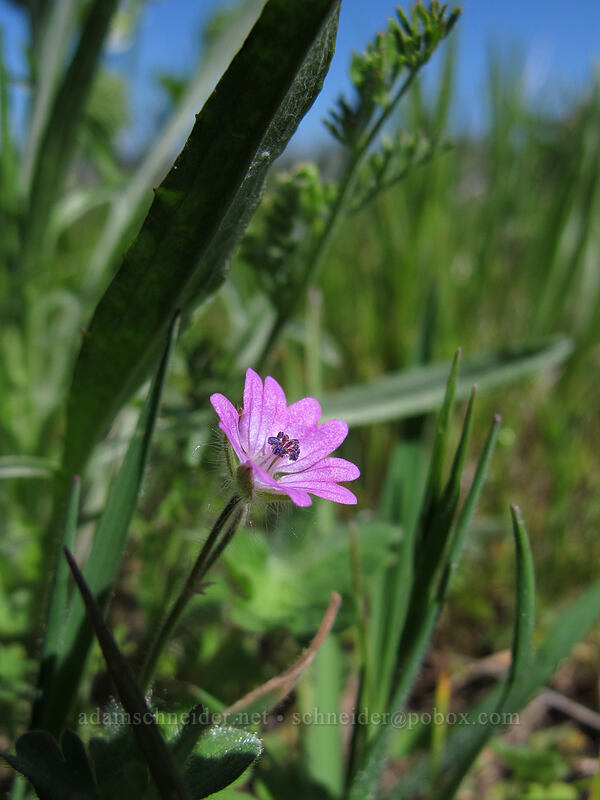 dove's-foot geranium (Geranium molle) [Tom McCall Preserve, Wasco County, Oregon]
