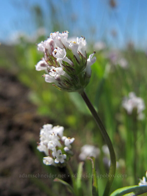 white plectritis (Plectritis macrocera) [Tom McCall Preserve, Wasco County, Oregon]