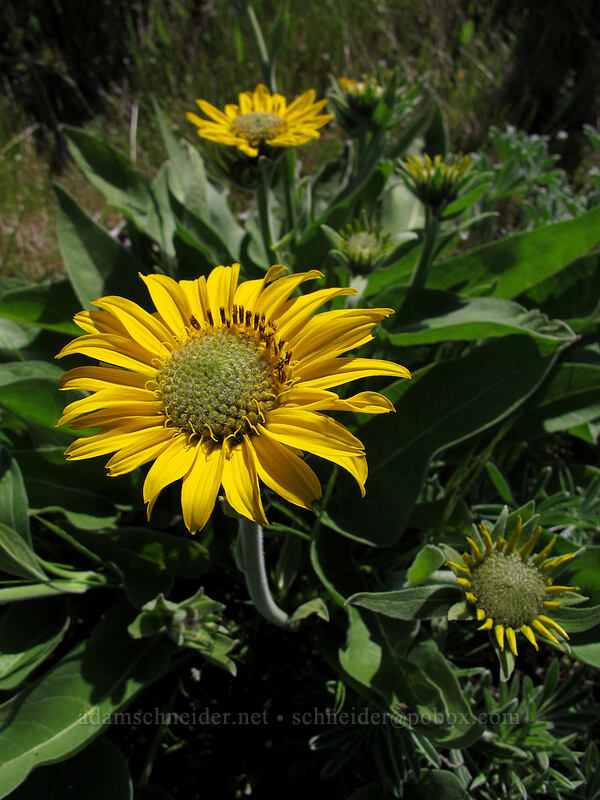 balsamroot (Balsamorhiza sp.) [Tom McCall Preserve, Wasco County, Oregon]