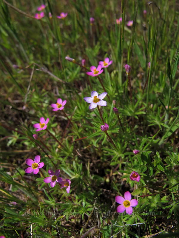 baby stars (Leptosiphon bicolor (Linanthus bicolor)) [Tom McCall Preserve, Wasco County, Oregon]