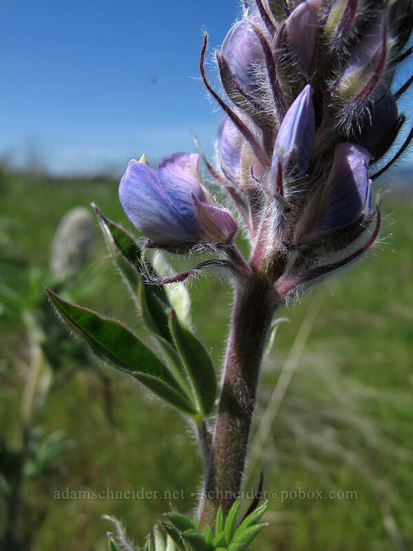 lupine (Lupinus sp.) [Tom McCall Preserve, Wasco County, Oregon]