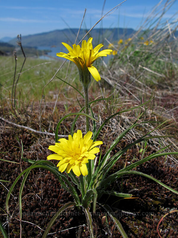 false agoseris (Nothocalais troximoides (Microseris troximoides)) [Tom McCall Preserve, Wasco County, Oregon]