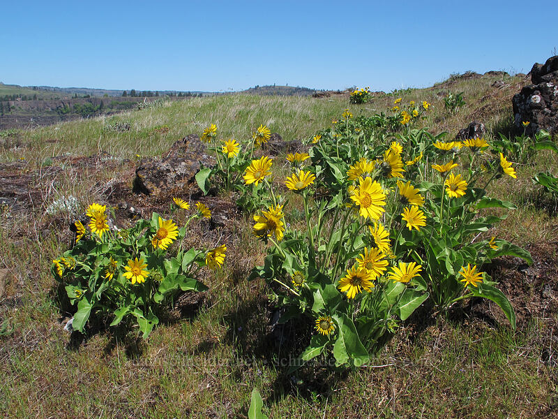 Carey's balsamroot (Balsamorhiza careyana) [Tom McCall Preserve, Wasco County, Oregon]