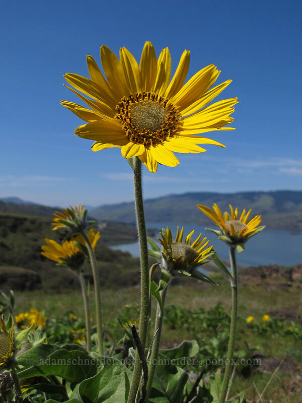 balsamroot (Balsamorhiza sp.) [Tom McCall Preserve, Wasco County, Oregon]