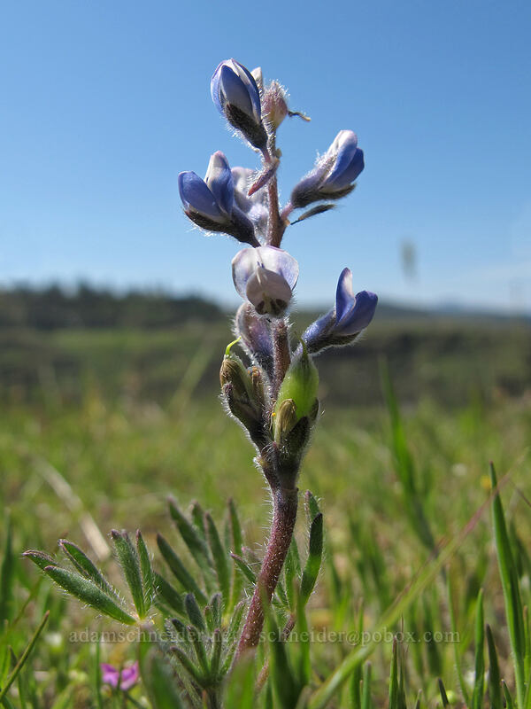 miniature lupine (Lupinus micranthus (Lupinus polycarpus)) [Tom McCall Preserve, Wasco County, Oregon]