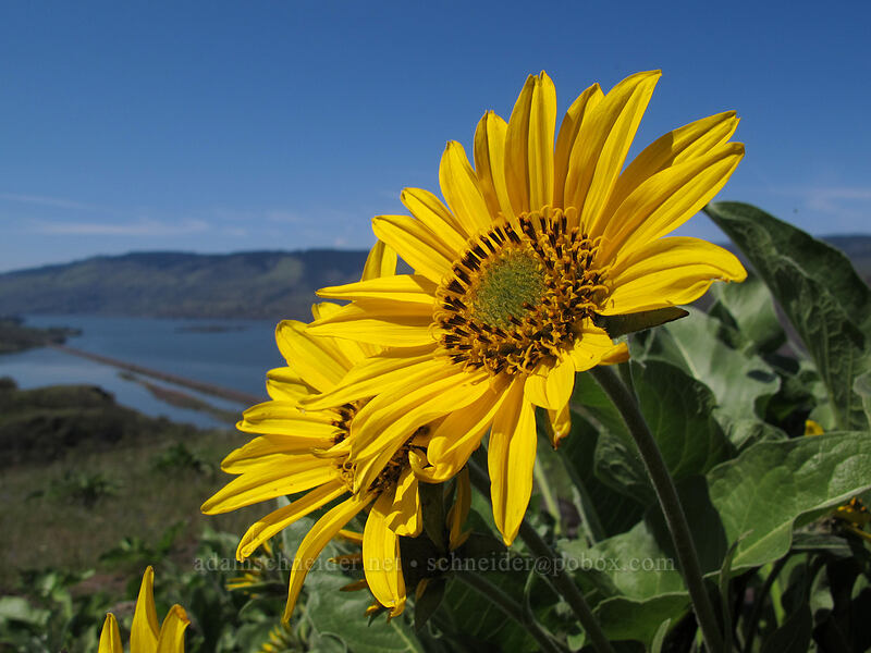 balsamroot (Balsamorhiza sp.) [Tom McCall Preserve, Wasco County, Oregon]