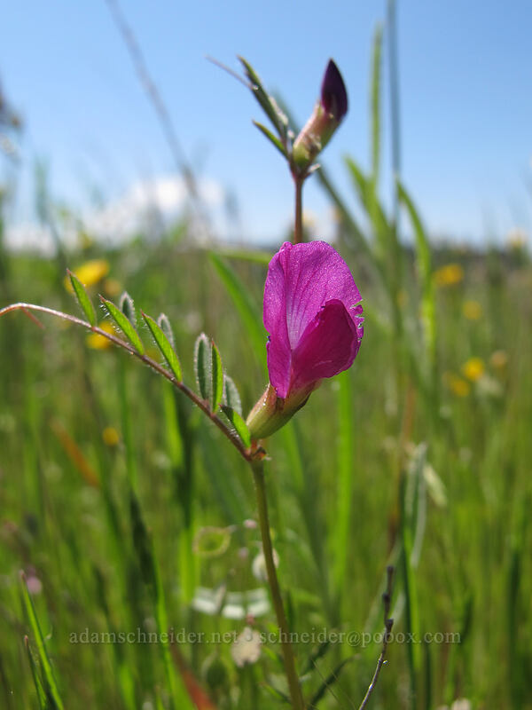 common vetch (Vicia sativa) [Tom McCall Preserve, Wasco County, Oregon]