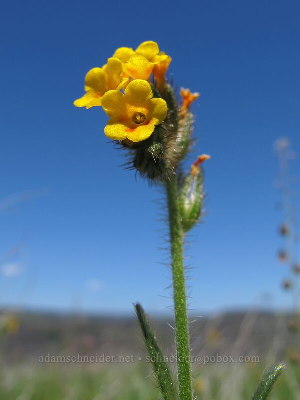 fiddleneck (Amsinckia menziesii) [Tom McCall Preserve, Wasco County, Oregon]