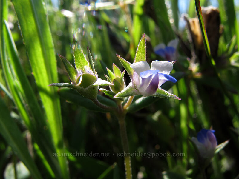 blue-eyed Mary (Collinsia sp.) [Tom McCall Preserve, Wasco County, Oregon]