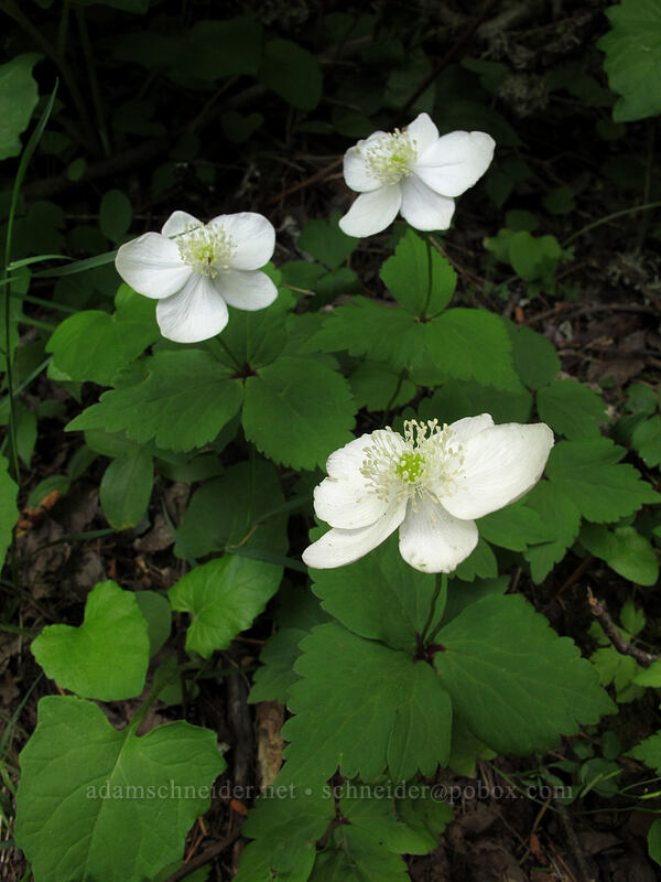 Columbia windflower (Anemone deltoidea (Anemonastrum deltoideum)) [Dog Mountain Trail, Gifford Pinchot National Forest, Skamania County, Washington]
