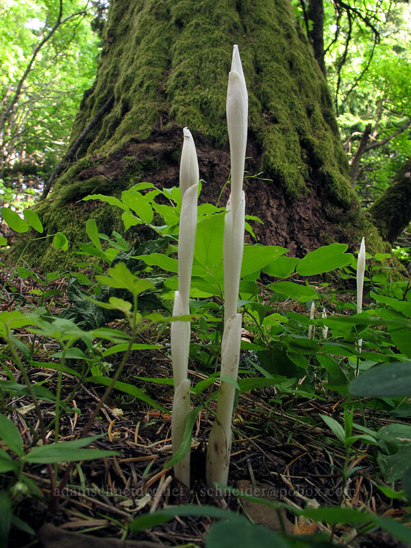 phantom orchid shoots (Cephalanthera austiniae (Eburophyton austiniae)) [Dog Mountain Trail, Gifford Pinchot National Forest, Skamania County, Washington]