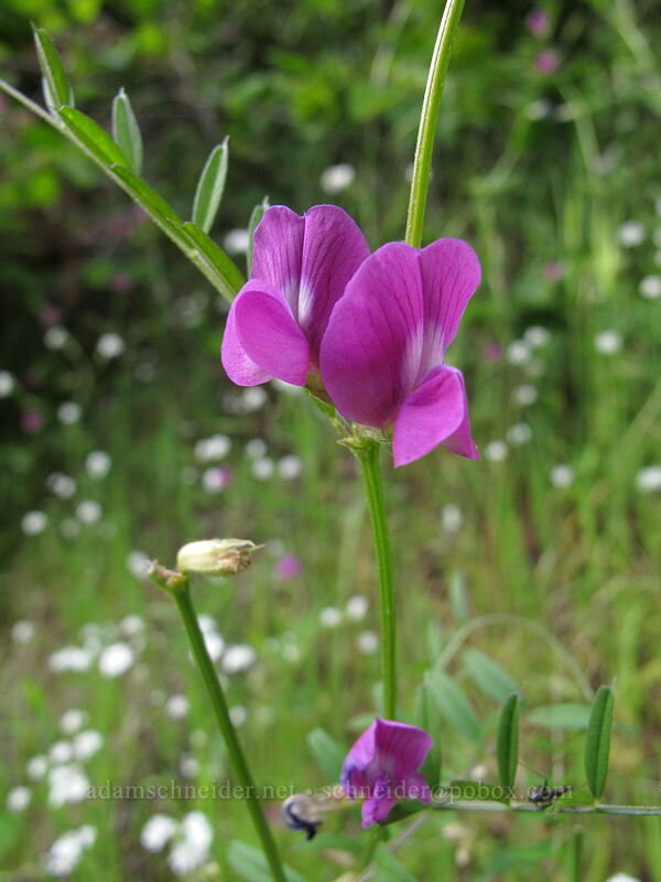common vetch (Vicia sativa) [Dog Mountain Trail, Gifford Pinchot National Forest, Skamania County, Washington]