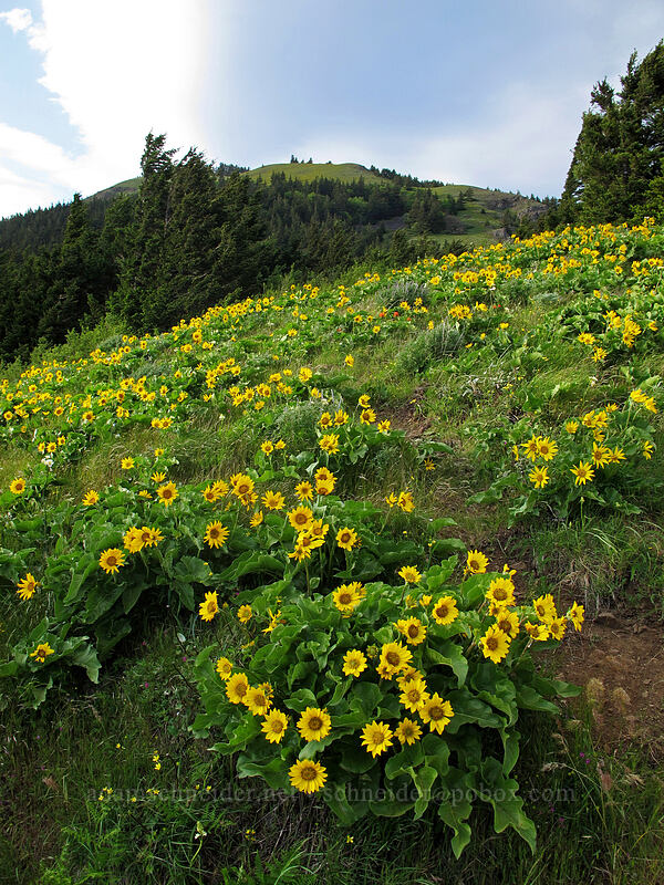 balsamroot (Balsamorhiza sp.) [Dog Mountain Trail, Gifford Pinchot National Forest, Skamania County, Washington]