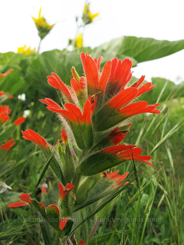 harsh paintbrush (Castilleja hispida) [Dog Mountain Trail, Gifford Pinchot National Forest, Skamania County, Washington]