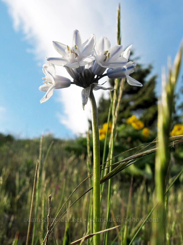 bi-colored cluster lily (Triteleia grandiflora var. howellii (Brodiaea bicolor)) [Dog Mountain Trail, Gifford Pinchot National Forest, Skamania County, Washington]