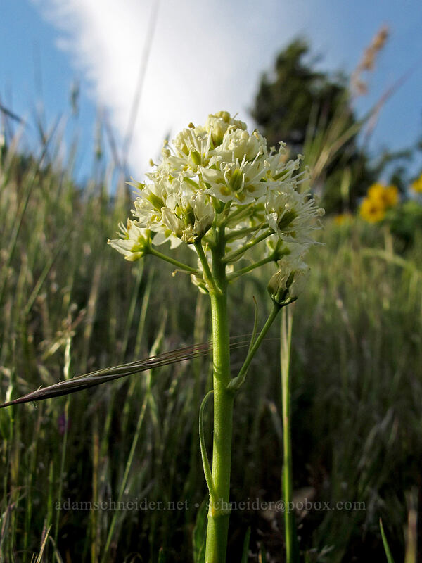 death-camas (Toxicoscordion venenosum (Zigadenus venenosus)) [Dog Mountain Trail, Gifford Pinchot National Forest, Skamania County, Washington]