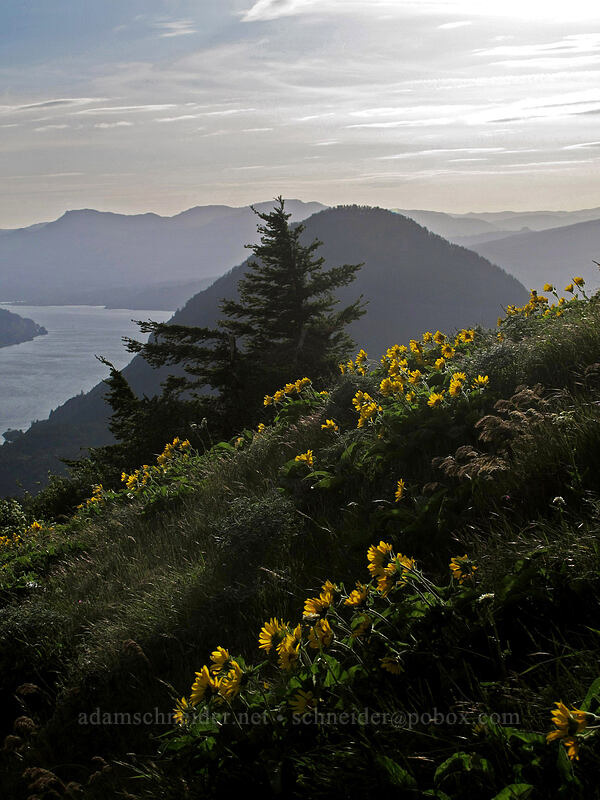 balsamroot & Wind Mountain (Balsamorhiza sp.) [Dog Mountain Trail, Gifford Pinchot National Forest, Skamania County, Washington]