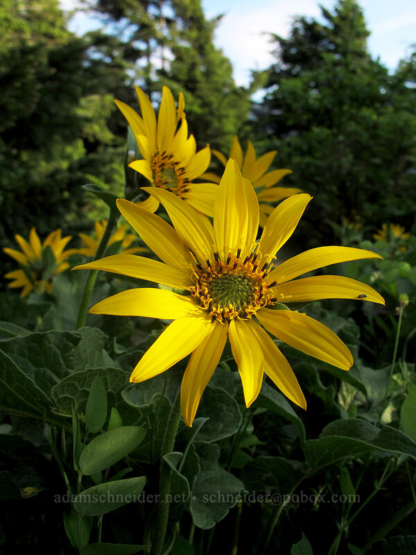 balsamroot (Balsamorhiza sp.) [Dog Mountain Trail, Gifford Pinchot National Forest, Skamania County, Washington]