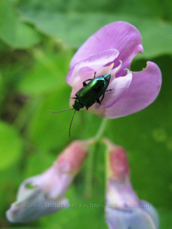 bright green beetle on pea-vine flower (Lathyrus sp.) [Dog Mountain Trail, Gifford Pinchot National Forest, Skamania County, Washington]