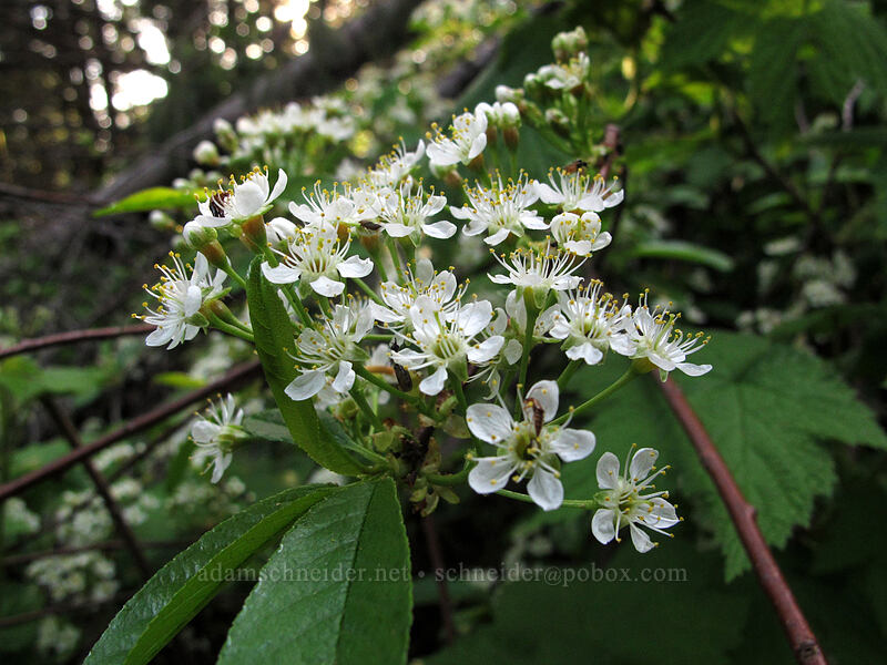 bitter cherry (Prunus emarginata) [Dog Mountain Trail, Gifford Pinchot National Forest, Skamania County, Washington]