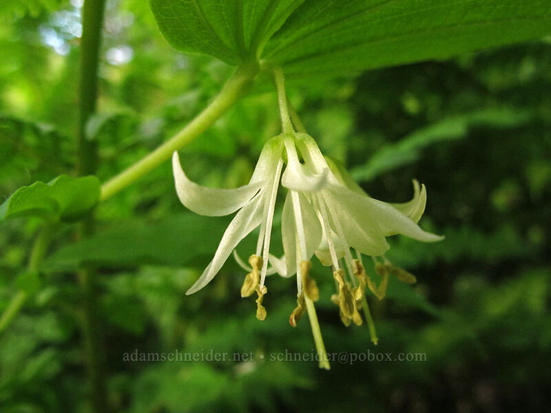 Hooker's fairy bells (Prosartes hookeri (Disporum hookeri)) [Dog Mountain Trail, Gifford Pinchot National Forest, Skamania County, Washington]