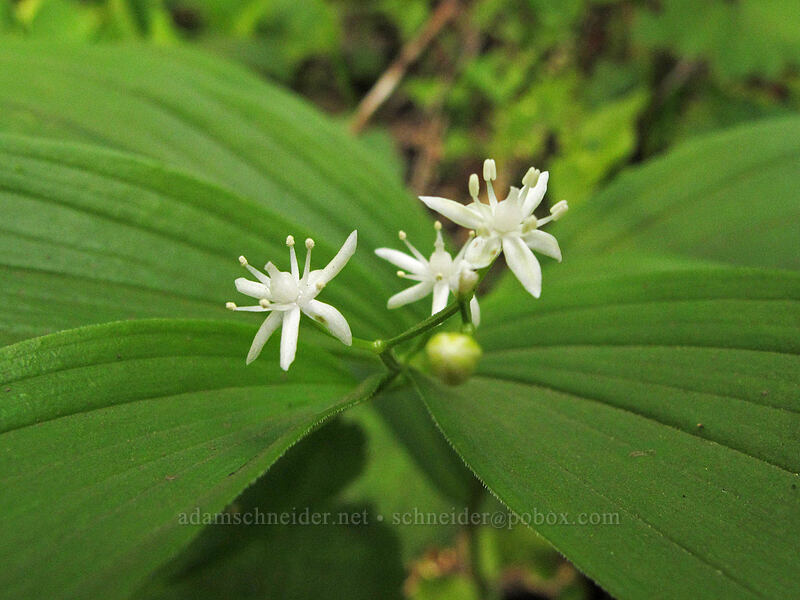 star-flowered false solomon's seal (Maianthemum stellatum (Smilacina stellata)) [Dog Mountain Trail, Gifford Pinchot National Forest, Skamania County, Washington]