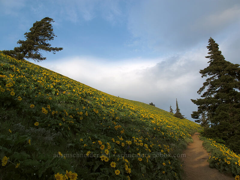 balsamroot-covered slopes (Balsamorhiza sp.) [Dog Mountain Trail, Gifford Pinchot National Forest, Skamania County, Washington]