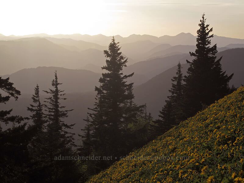 balsamroot-covered slopes (Balsamorhiza sp.) [Dog Mountain Trail, Gifford Pinchot National Forest, Skamania County, Washington]
