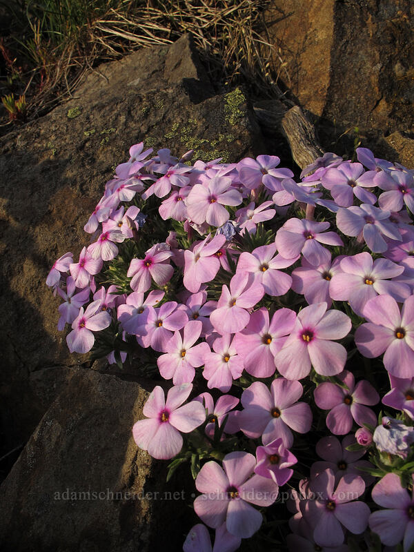 spreading phlox (Phlox diffusa) [Dog Mountain Trail, Gifford Pinchot National Forest, Skamania County, Washington]