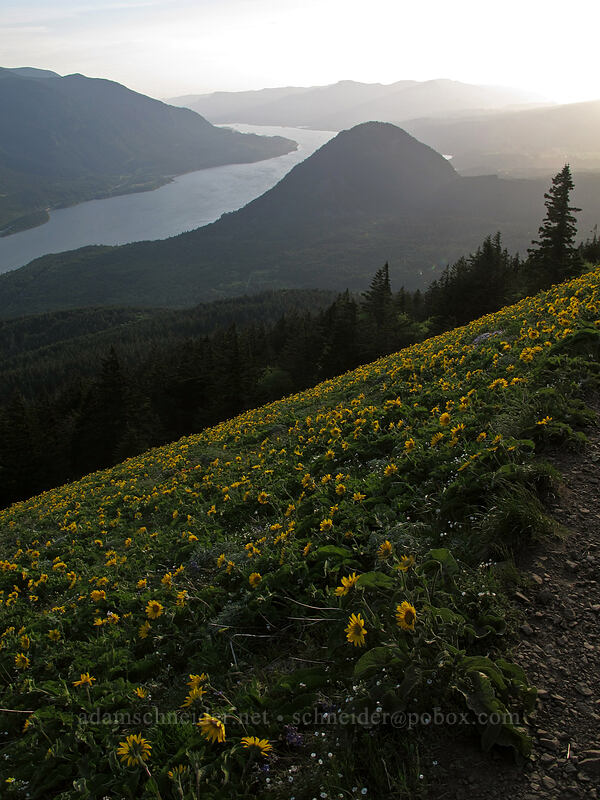 Wind Mountain & balsamroot (Balsamorhiza sp.) [Dog Mountain Trail, Gifford Pinchot National Forest, Skamania County, Washington]