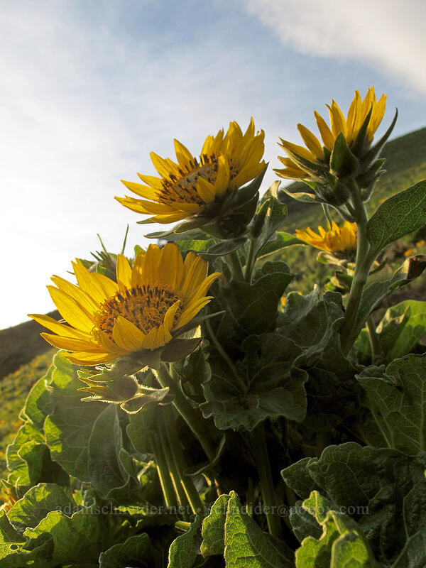 balsamroot (Balsamorhiza sp.) [Dog Mountain Trail, Gifford Pinchot National Forest, Skamania County, Washington]