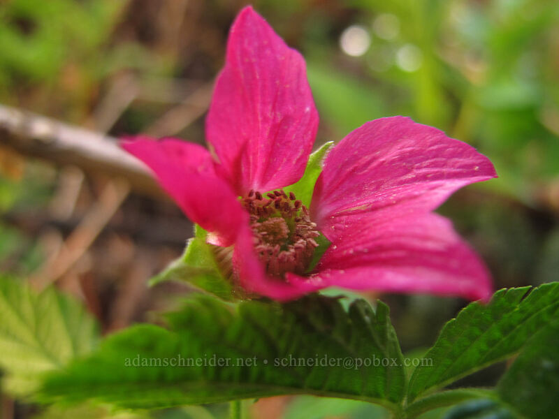 salmonberry flower (Rubus spectabilis) [Dog Mountain Summit, Gifford Pinchot National Forest, Skamania County, Washington]