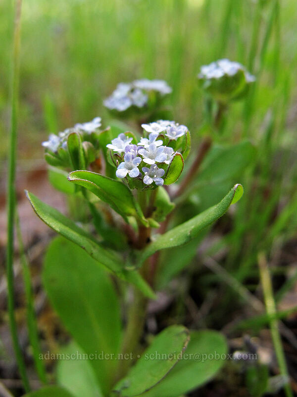 European corn-salad (Valerianella locusta) [Memaloose Hills, Mosier, Wasco County, Oregon]