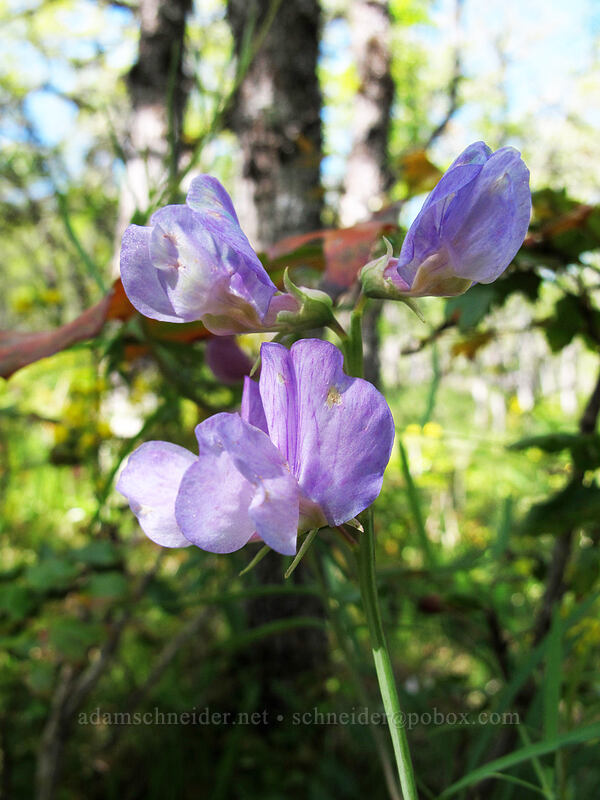 American vetch (Vicia americana) [Memaloose Hills, Mosier, Wasco County, Oregon]