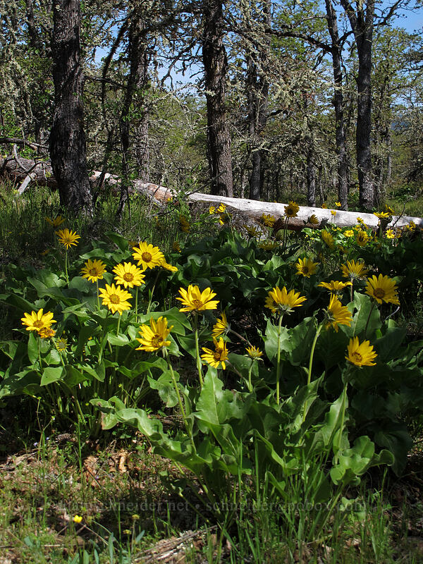 balsamroot (Balsamorhiza sp.) [Memaloose Hills, Mosier, Wasco County, Oregon]