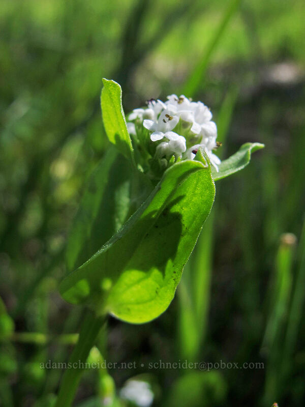 white plectritis (Plectritis macrocera) [Memaloose Hills, Mosier, Wasco County, Oregon]