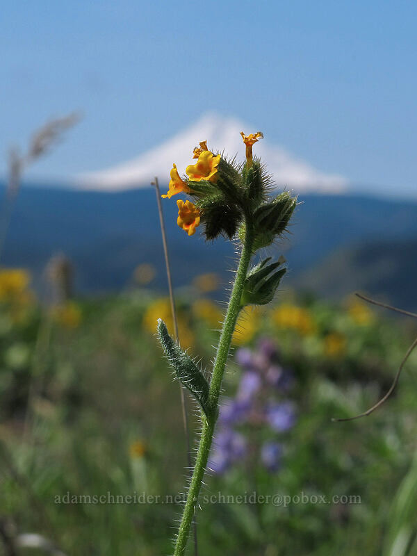 fiddleneck & Mt. Hood (Amsinckia sp.) [Memaloose Hills, Mosier, Wasco County, Oregon]