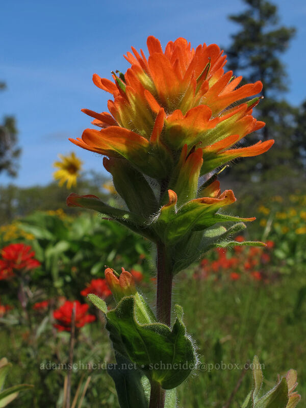 harsh paintbrush (Castilleja hispida) [Memaloose Hills, Mosier, Wasco County, Oregon]