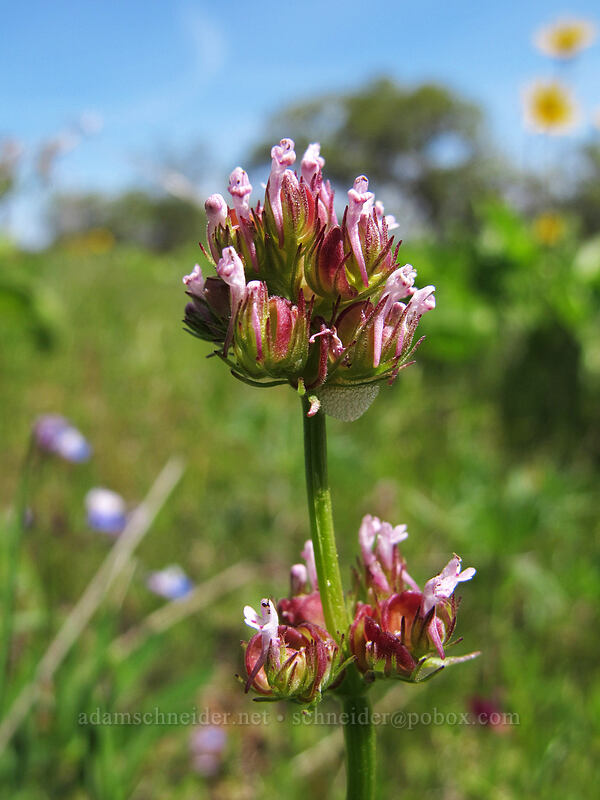 long-spurred plectritis (Plectritis ciliosa) [Memaloose Hills, Mosier, Wasco County, Oregon]