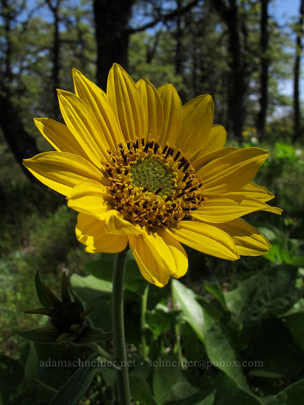 balsamroot (Balsamorhiza sp.) [Memaloose Hills, Mosier, Wasco County, Oregon]