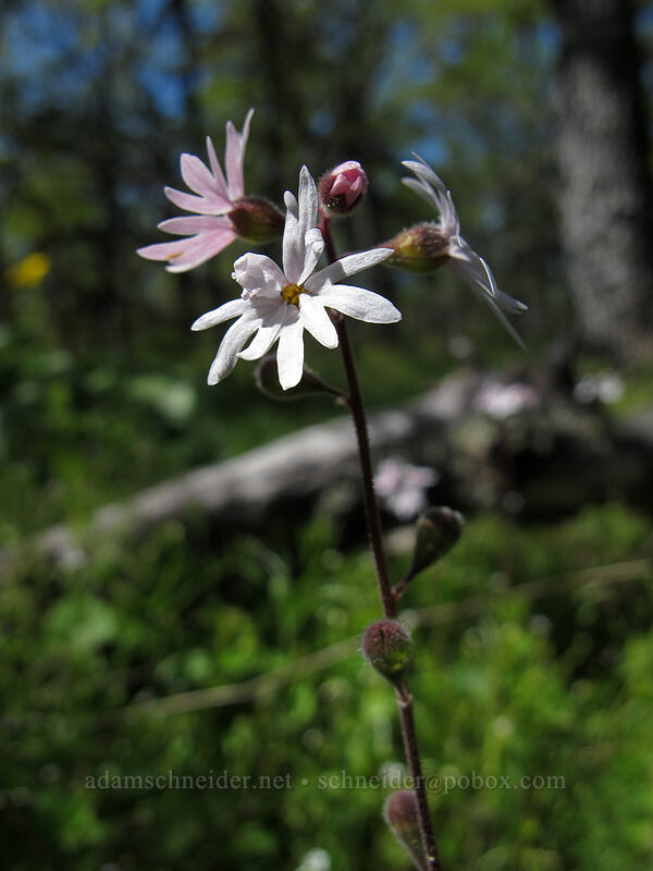 woodland/prairie stars (Lithophragma parviflorum) [Memaloose Hills, Mosier, Wasco County, Oregon]