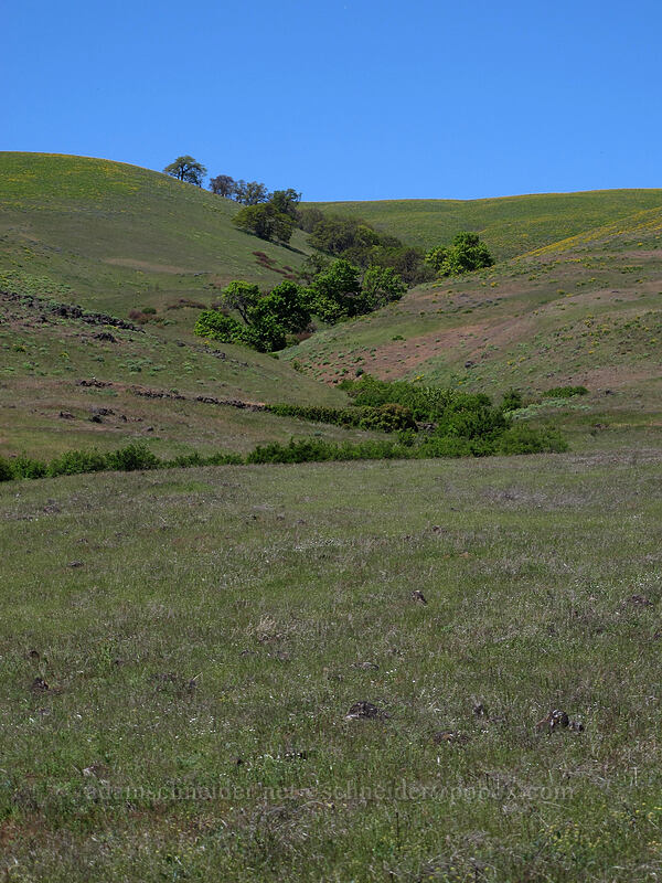 grassy hills [Seven-Mile Hill, Chenoweth, Wasco County, Oregon]