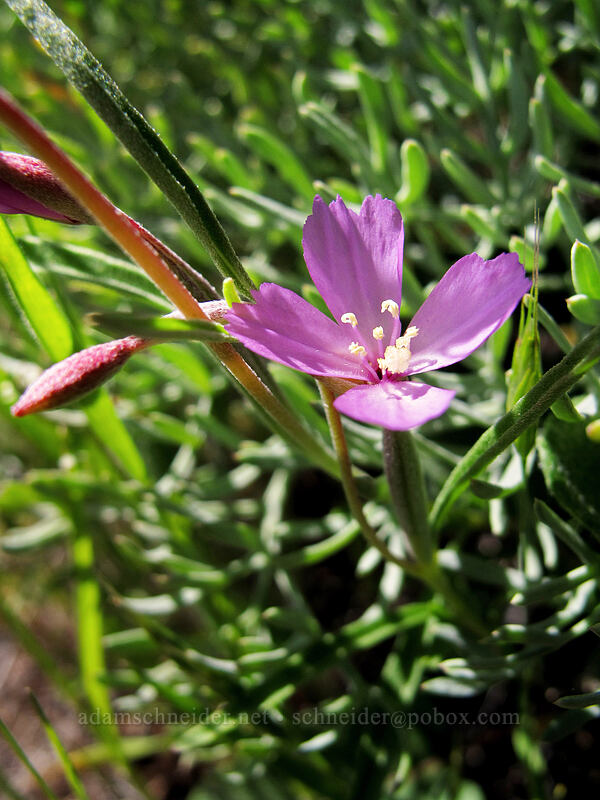 slender clarkia (Clarkia gracilis) [Seven-Mile Hill, Chenoweth, Wasco County, Oregon]