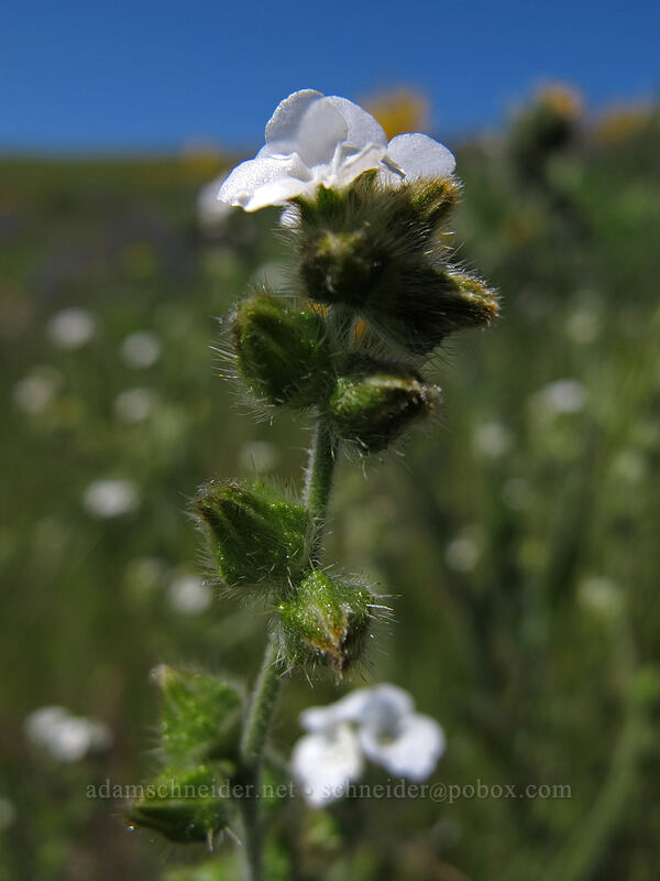 cryptantha (Cryptantha sp.) [Seven-Mile Hill, Chenoweth, Wasco County, Oregon]