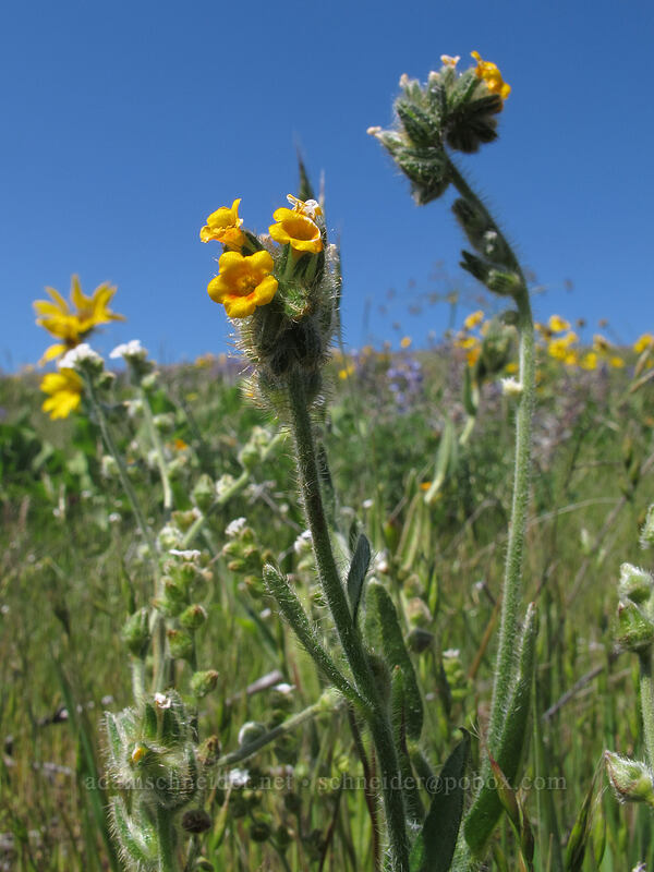 fiddleneck (Amsinckia sp.) [Seven-Mile Hill, Chenoweth, Wasco County, Oregon]