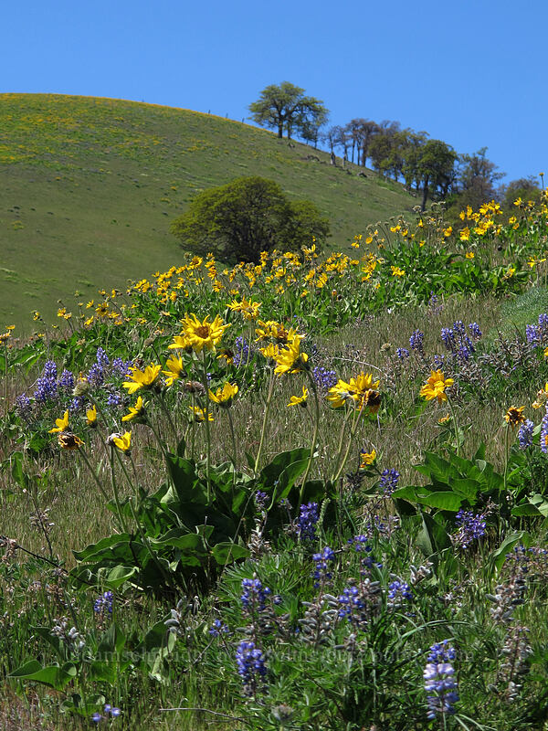 lupines & balsamroot (Lupinus sp., Balsamorhiza careyana) [Seven-Mile Hill, Chenoweth, Wasco County, Oregon]