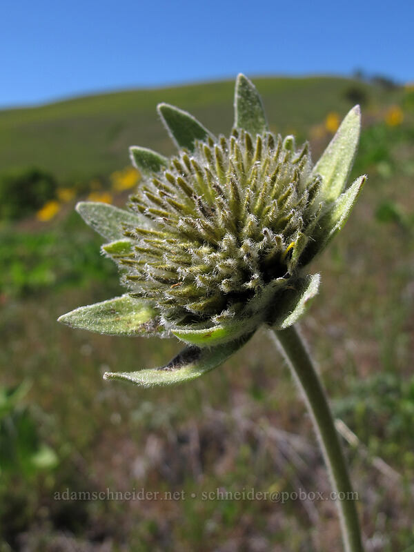 balsamroot, spent (Balsamorhiza deltoidea) [Seven-Mile Hill, Chenoweth, Wasco County, Oregon]