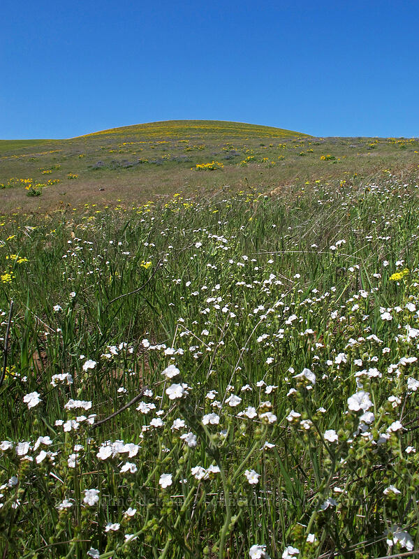 rusty popcorn flower (Plagiobothrys nothofulvus) [Seven-Mile Hill, Chenoweth, Wasco County, Oregon]